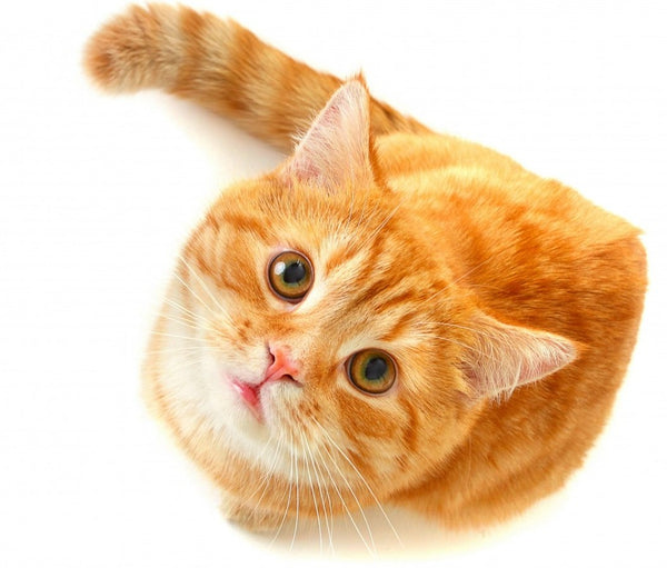 Cat 2 Le Nettoyeur de Visage Ultrasonic en Silicone