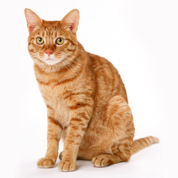 Cat 2 Le Nettoyeur de Visage Ultrasonic en Silicone